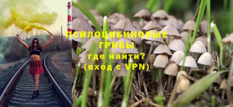 Галлюциногенные грибы Psilocybe  Соликамск 